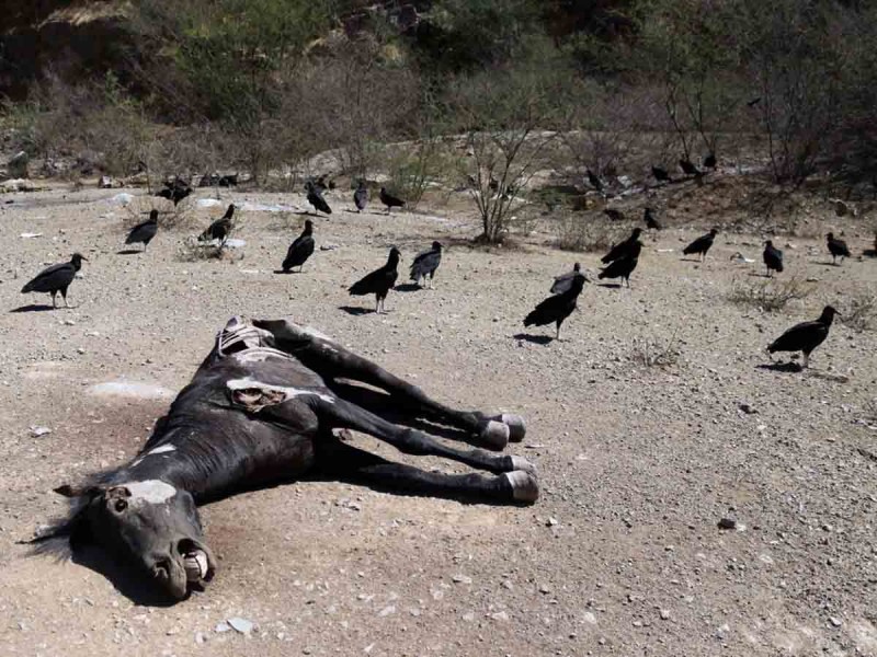 Burros y vacas mueren de sed y son devorados por buitres… ‘Necesitamos lluvia’: campesinos