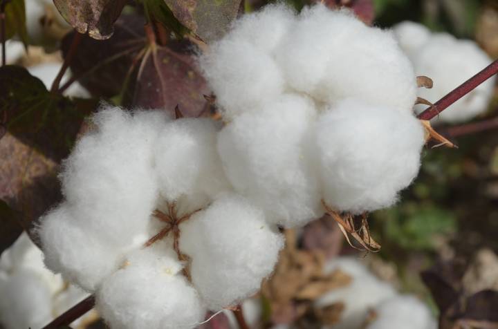 Chihuahua se coloca como el primer productor de alfalfa y algodón a nivel nacional