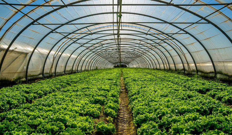 Impulsa la agricultura protegida el potencial exportador agroalimentario de México