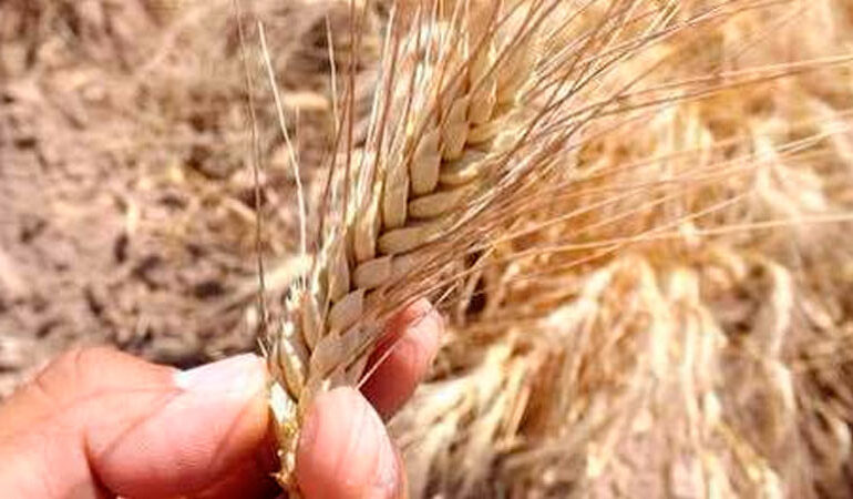 Despliega programas y acciones para impulsar la producción de trigo, segundo cereal más consumido en México