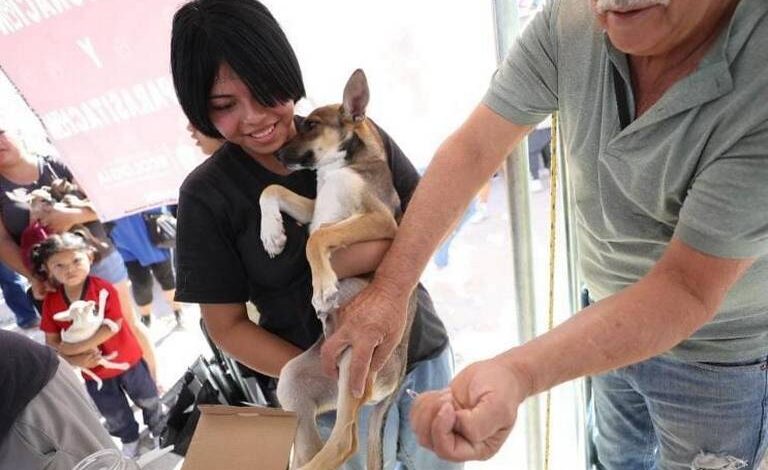 Ecología vacunó 400 mascotas durante la Cruzada por Juárez