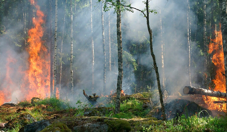 Asciende a 131 número de muertes por incendios forestales en Chile