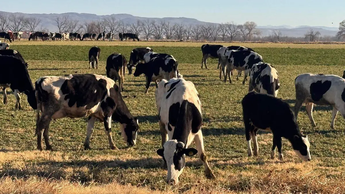 Propone CNC seguro catastrófico y créditos accesibles para agricultores