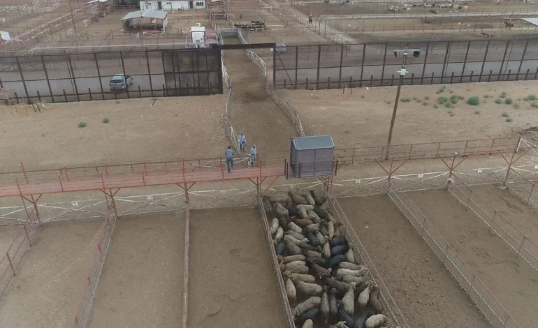 Exige Asociación Ganadera mayor vigilancia en frontera sur del país por amenaza de gusano barrenador