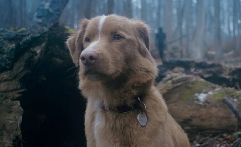 Indy, el perro actor de Good Boy triunfa en los Astra Awards 2026